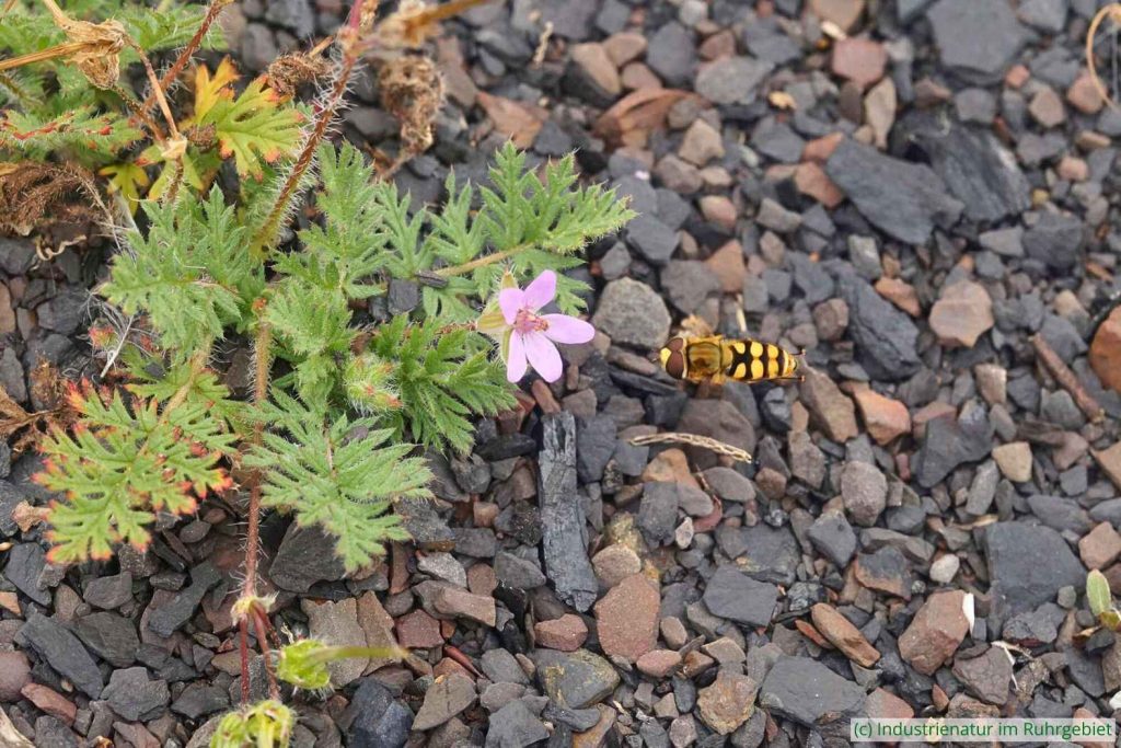 Gewöhnlicher Reiherschnabel (Erodium cicutarium) mit Gemeiner Feldschwebfliege (Eupeodes corollae), Schurenbachhalde, 20.05.2024