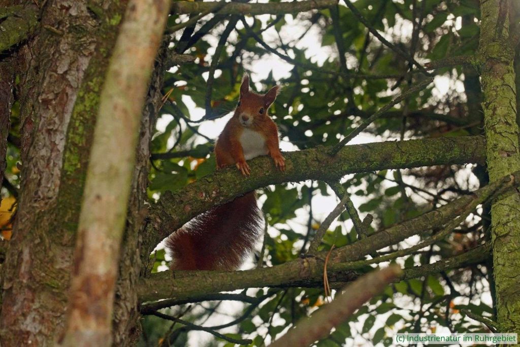 Eurasisches Eichhörnchen (Sciurus vulgaris), Schurenbachhalde, 12.10.2024