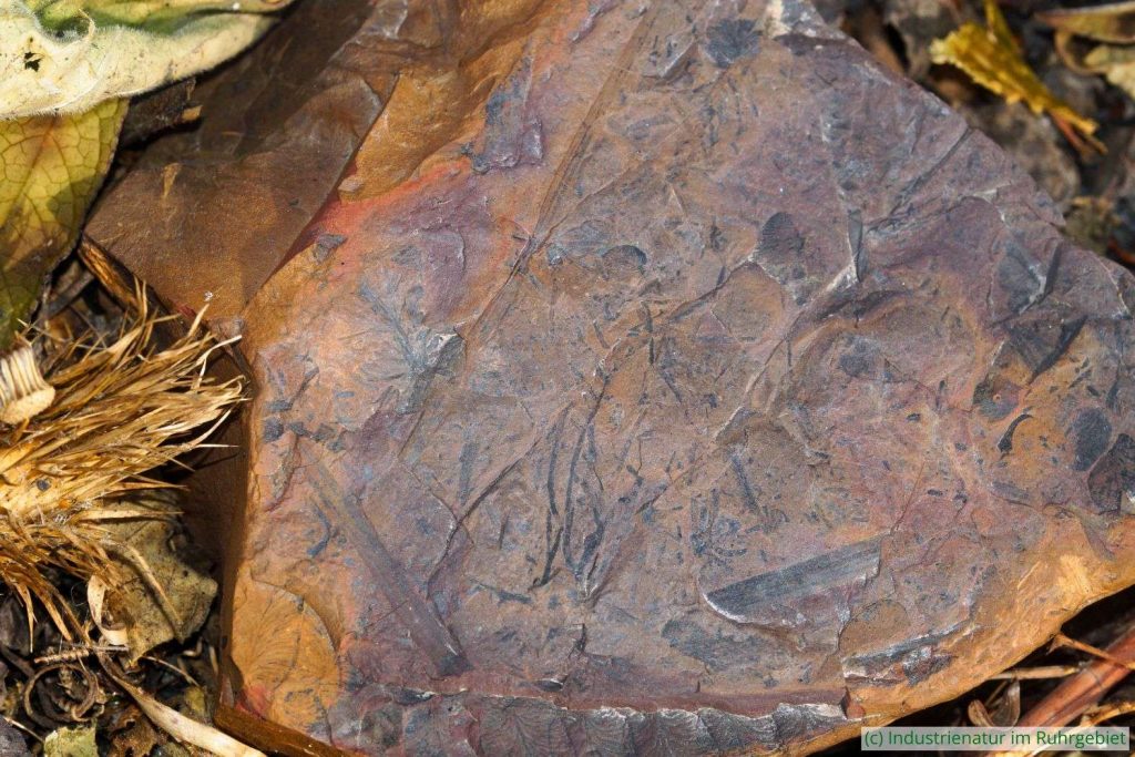 Fossilien aus dem Oberkarbon, gefunden auf der Schurenbachhalde in Essen, 05.09.2025