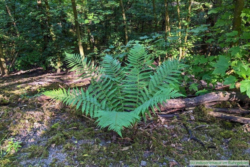 Gewöhnlicher Wurmfarn (Dryopteris filix-mas), Halde Beckstraße, 03.06.2023