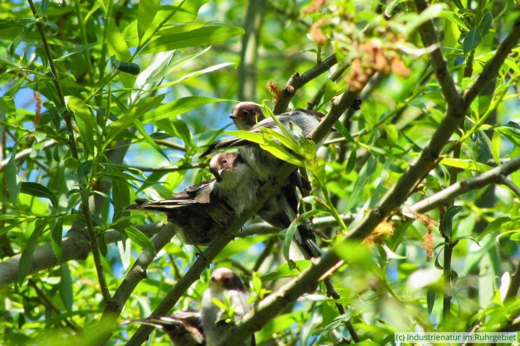 Junge Schwanzmeisen (Aegithalos caudatus) – diese Vögel leben unter anderem in lichten Wäldern, Tippelsberg, 03.05.2014