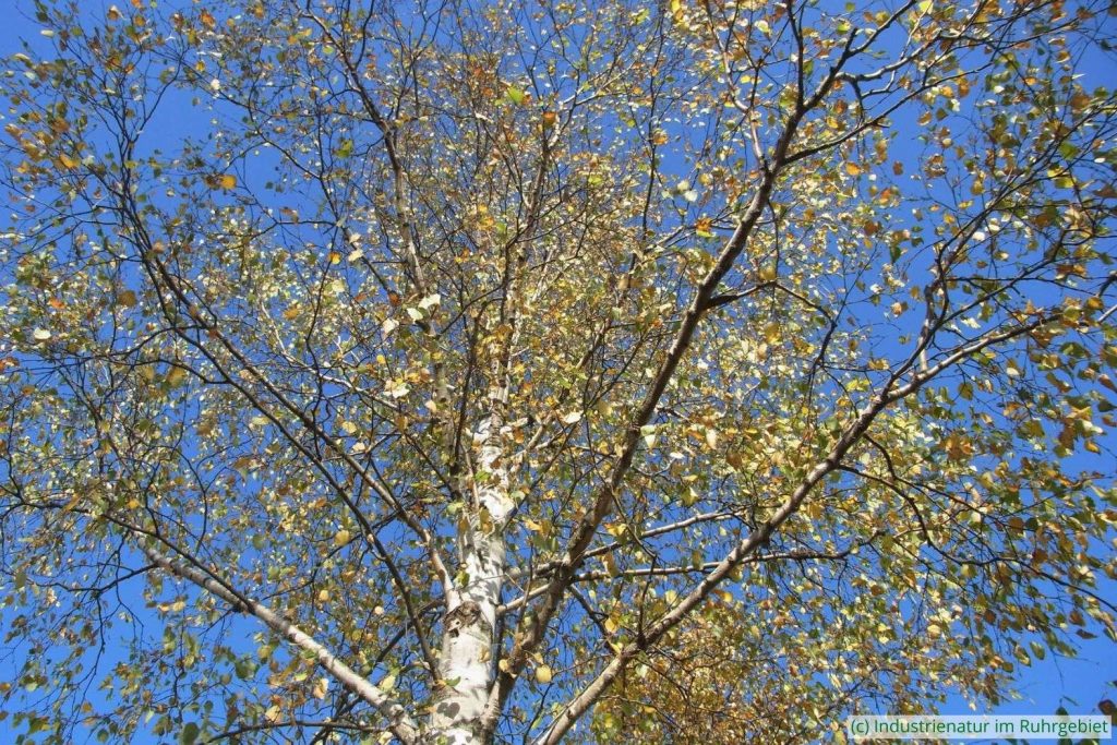 Hänge-Birke (Betula pendula), Westpark Bochum, 02.11.2014