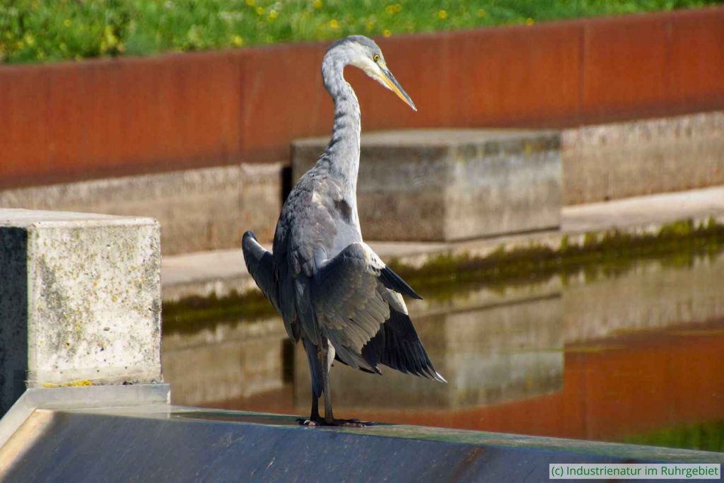 Graureiher (Ardea cinerea), Westpark Bochum, 05.08.2015