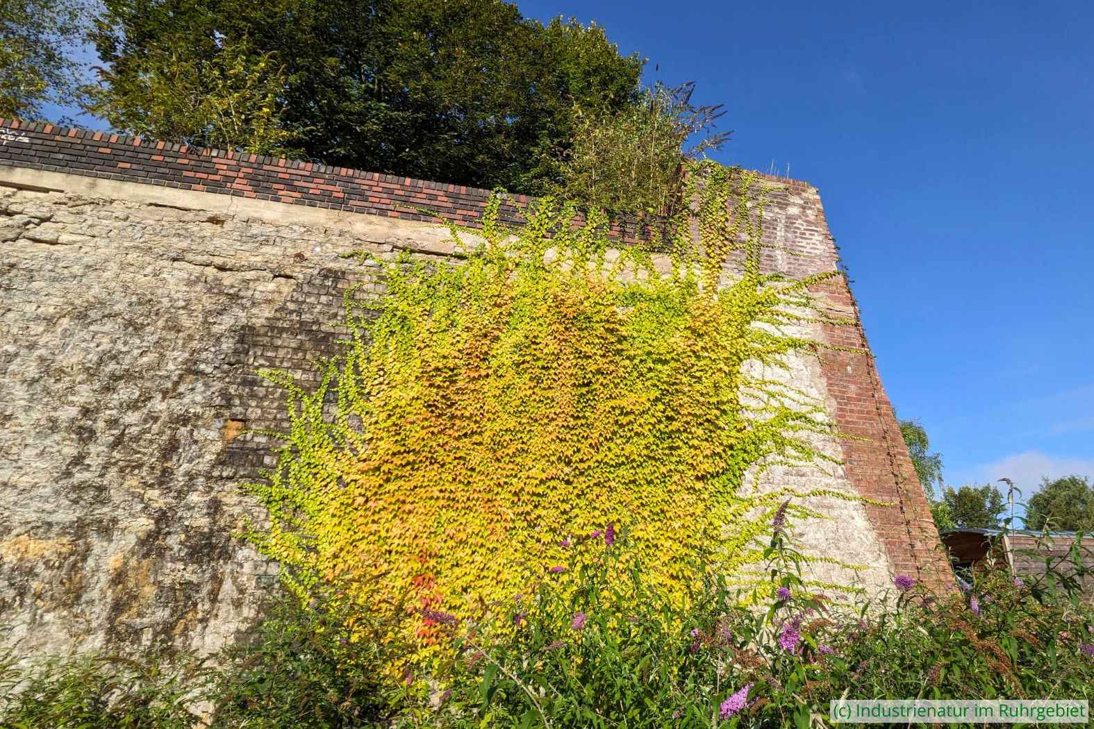 Mit Dreispitziger Jungfernrebe (Parthenocissus tricuspidata) bewachsene Mauer im Westpark Bochum, 13.09.2024