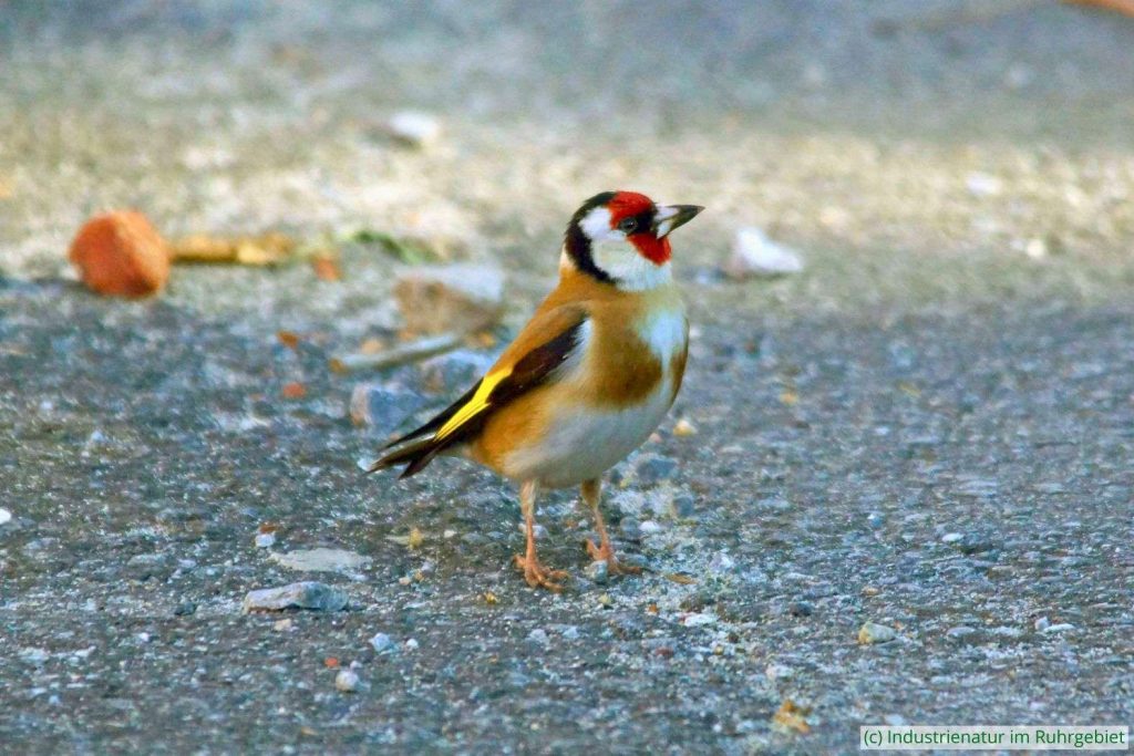 Stieglitz (Carduelis carduelis), Zeche Ewald, 05.05.2018