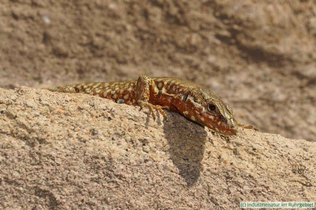 Mauereidechse (Podarcis muralis), Zeche Nachtigall, 30.06.2023