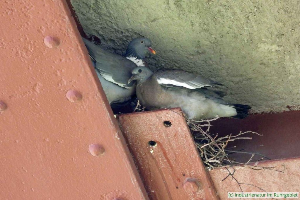 Ringeltauben (Columba palumbus) im Nest – rechts ein Jungvogel, UNESCO-Welterbe Zollverein, 17.07.2022