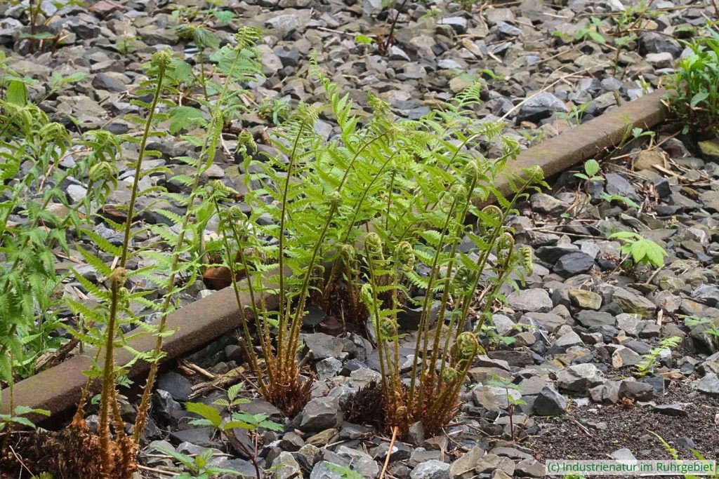 Gewöhnlicher Wurmfarn (Dryopteris filix-mas), UNESCO-Welterbe Zollverein, 07.05.2023