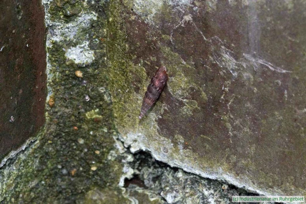 Gemeine Schließmundschnecke (Alinda biplicata), UNESCO-Welterbe Zollverein, 11.06.2023