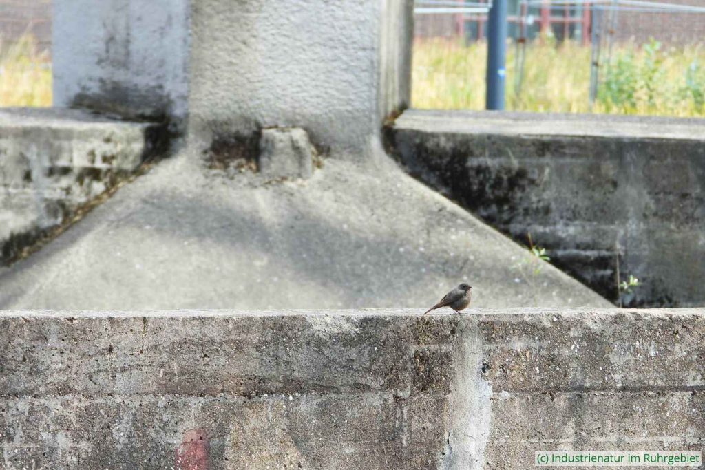 Hausrotschwanz (Phoenicurus ochruros) im Industrienatur-Lebensraum, UNESCO-Welterbe Zollverein, 22.07.2023
