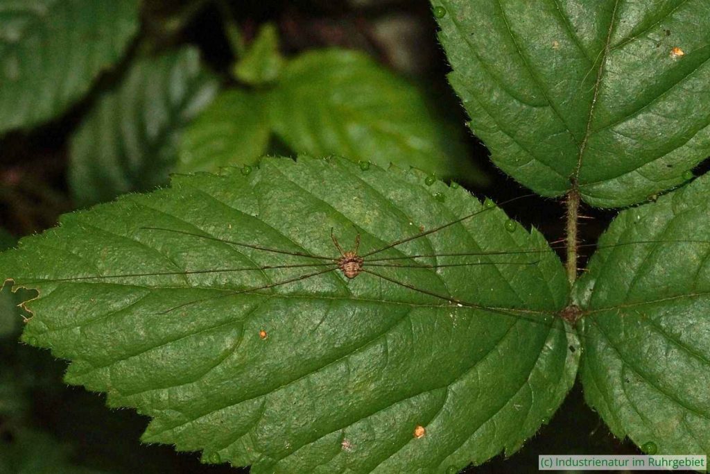 Gabelpalpen-Weberknecht (Dicranopalpus ramosus), UNESCO-Welterbe Zollverein, 02.09.2023
