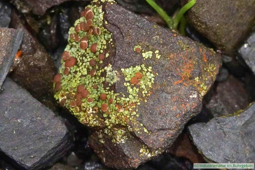 Trapelia sp. auf Bergematerial, UNESCO-Welterbe Zollverein, 02.09.2023