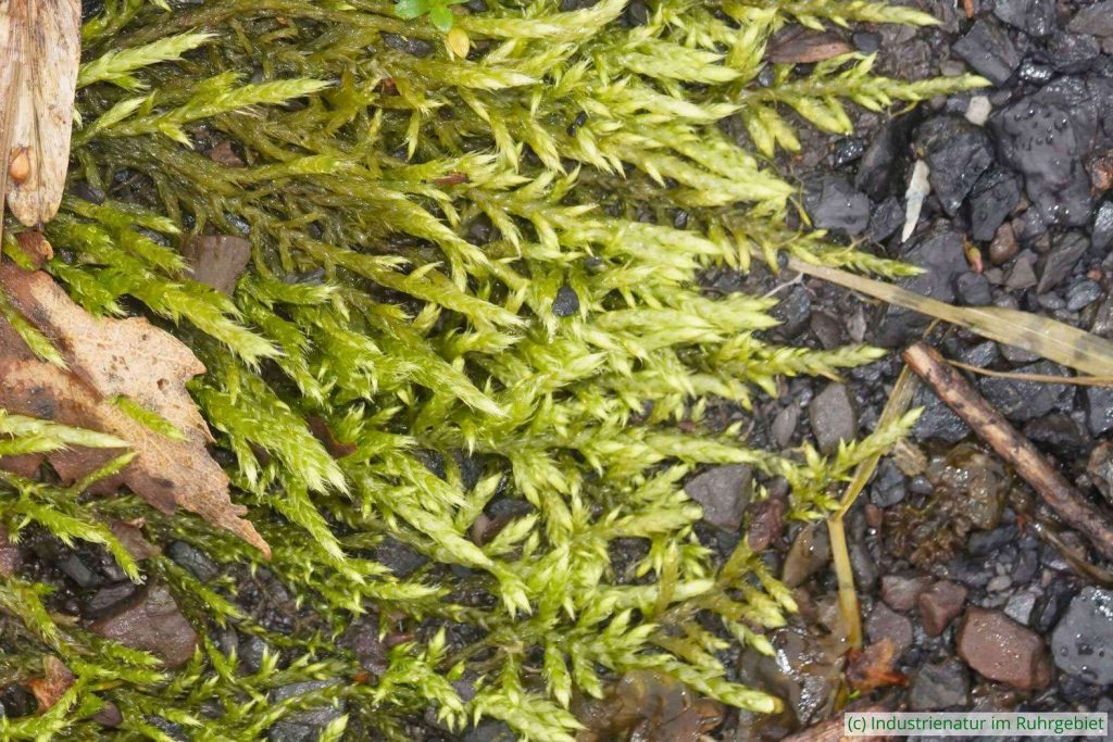 Ein Pionier: Weißes Kurzbüchsenmoos (Brachythecium albicans), UNESCO-Welterbe Zollverein, 22.02.2024