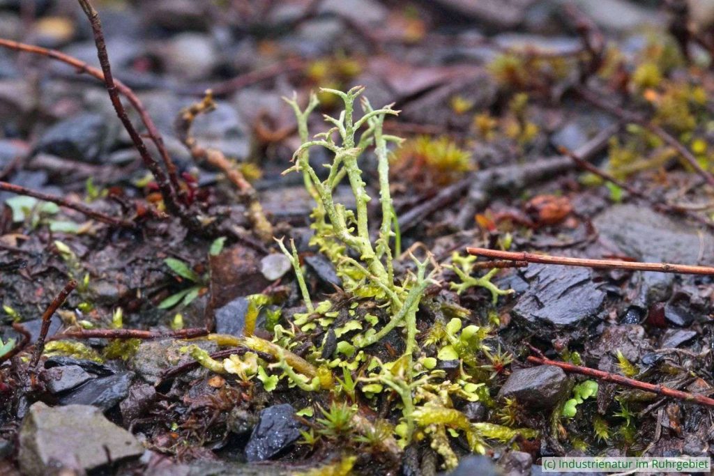 Gegabelte Cladonie (Cladonia furcata) – eine Pionierin unter den Flechten, UNESCO-Welterbe Zollverein, 24.03.2024