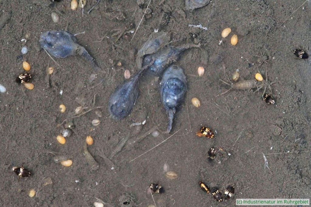 Tiere in einem austrocknenden Temporärgewässer: Kaulquappen der Kreuzkröte (Epidalea calamita), Muschelkrebse (Ostracoda sp.), Gelbbraune Zwergschwimmer (Hydroglyphus pusillus) und verschiedene Insektenlarven, UNESCO-Welterbe Zollverein, 15.06.2024
