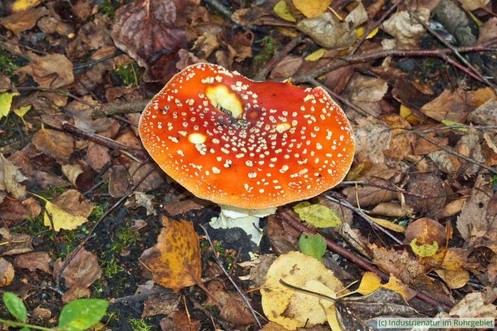 Der Fliegenpilz (Amanita muscaria) ist ein Partner der Hänge-Birke (Betula pendula), UNESCO-Welterbe Zollverein, 20.10.2024