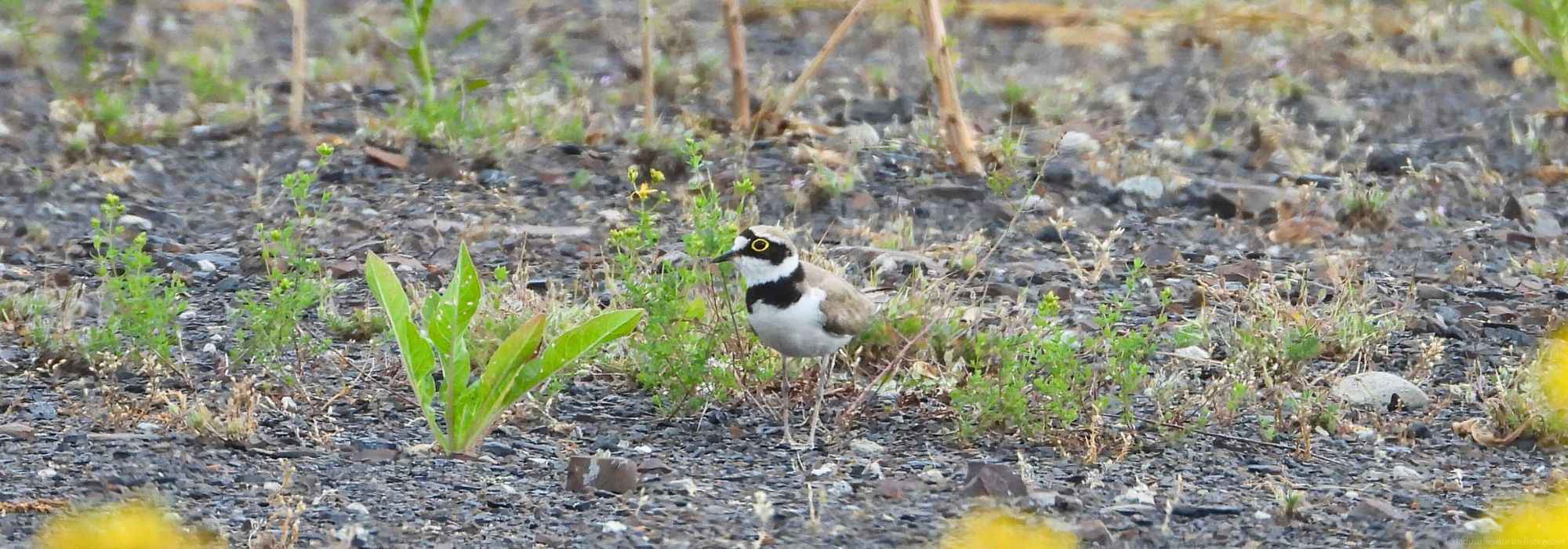 Flussregenpfeifer (Charadrius dubius), Schurenbachhalde, 20.06.2022