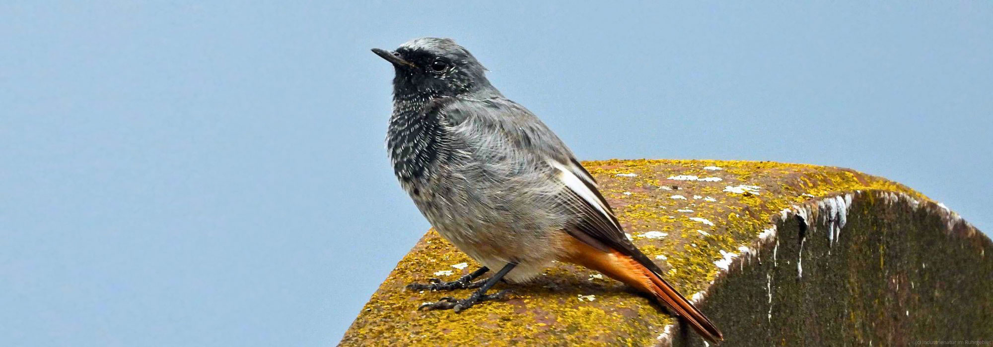 Männlicher Hausrotschwanz (Phoenicurus ochruros), Zeche Zollern, 22.09.2023