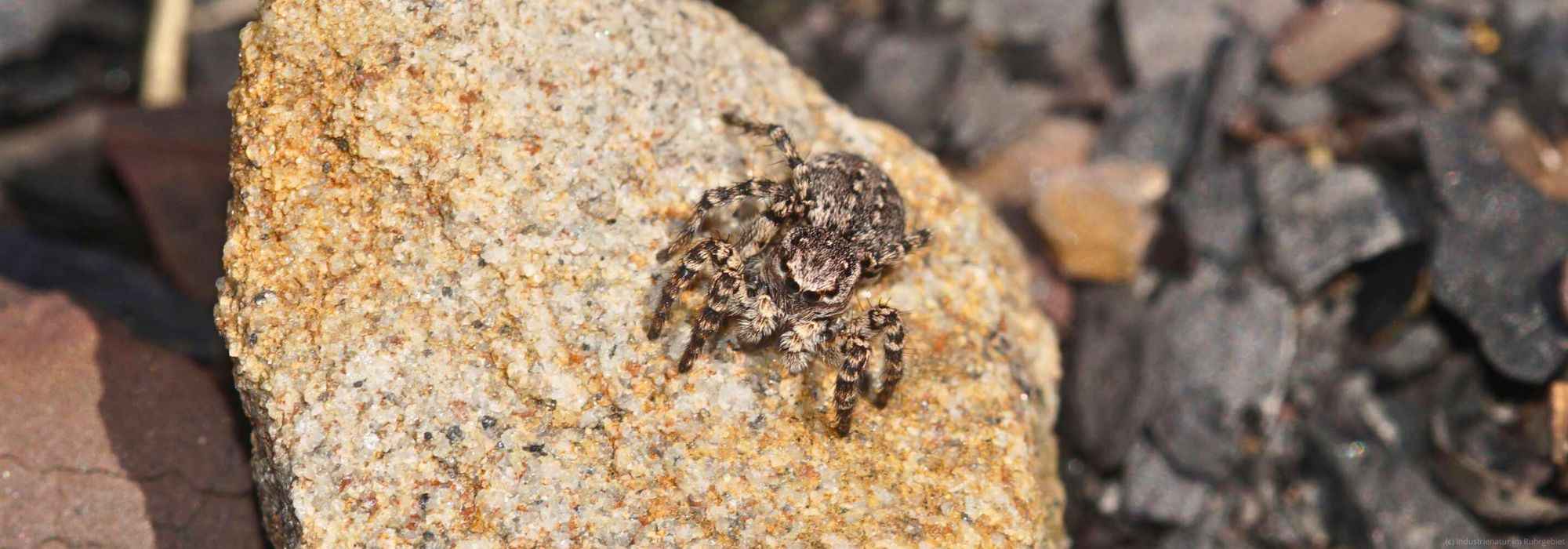 V-Fleck-Springspinne (Aelurillus v-insignitus), Halde Haniel, 30.04.2023