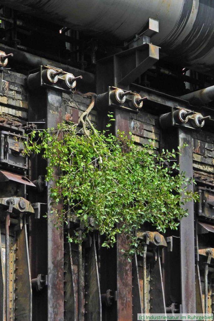Von oben herab: Weide (Salix sp.) an einem der Kammeröfen der Kokerei Zollverein, 21.08.2023