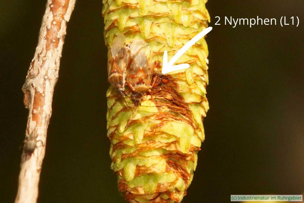 Zwei Nymphen der Birkenwanze (Kleidocerys resedae) im Larvenstadium 1 (L1), Brache Vondern, 23.06.2019