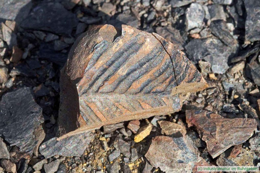 Auf Halden liegende Fossilien wie dieser versteinerte Farn dürfen mitgenommen werden, Schurenbachhalde, 07.10.2023