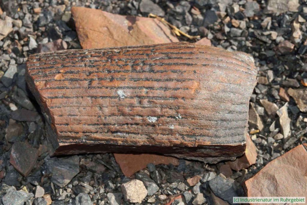 Fossil aus der Ordnung der Schachtelhalmartigen (Equisetales), Schurenbachhalde, 07.10.2023