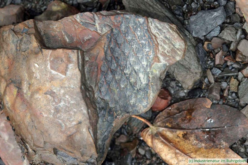 Lepidodendrales sp., Schurenbachhalde, 30.01.2024