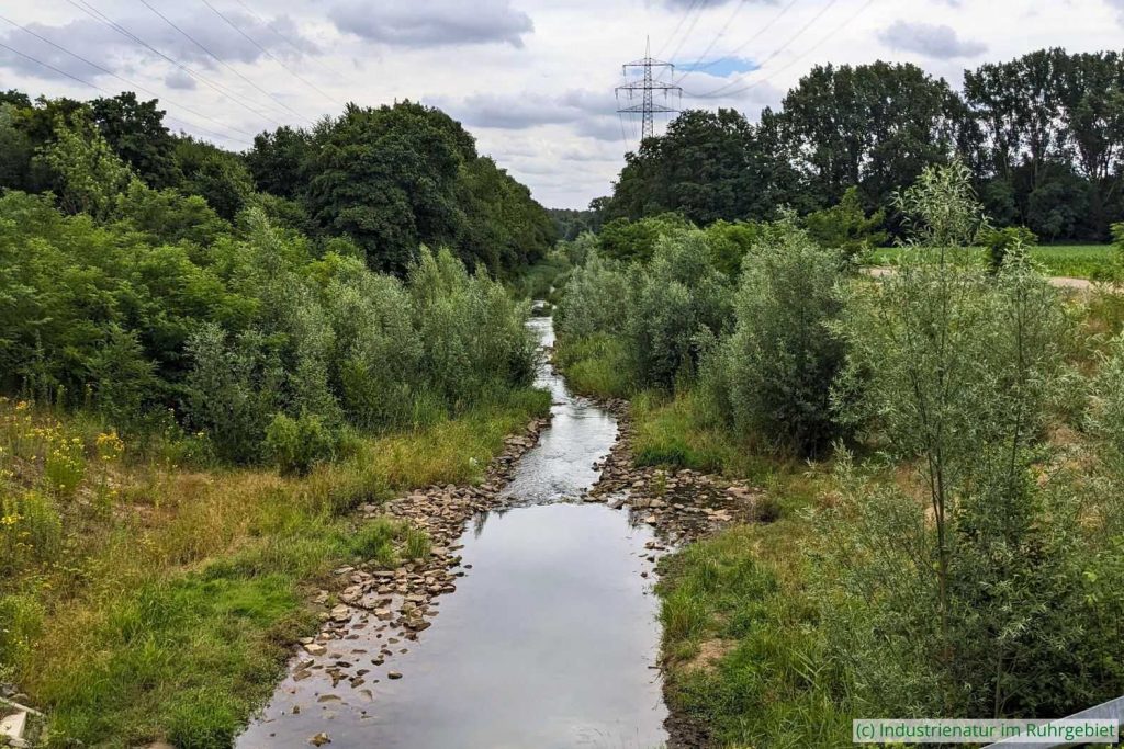 Renaturierter Abschnitt der Boye in Gladbeck-Brauck, 24.06.2025