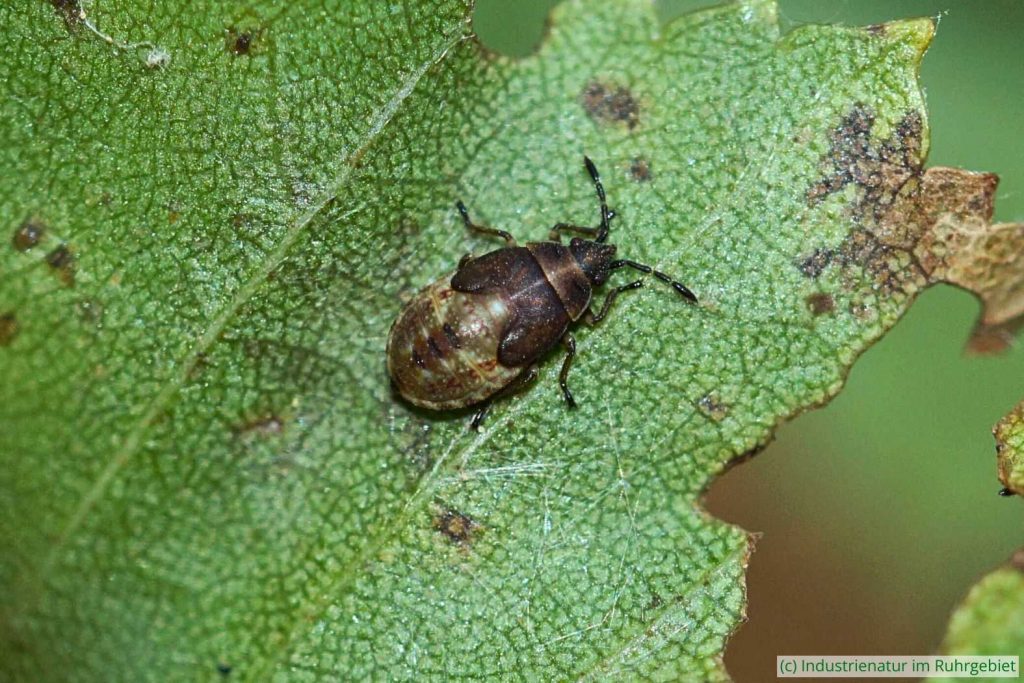 Birkenwanze (Kleidocerys resedae) im Larvenstadium L5, Gleispark Frintrop, 24.07.2016