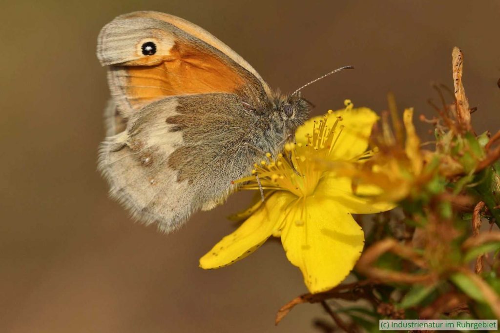 Kleines Wiesenvögelchen (Coenonympha pamphilus) auf Tüpfel-Johanniskraut (Hypericum perforatum), Gleispark Frintrop, 24.07.2016