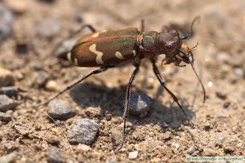Dünen-Sandlaufkäfer (Cicindela hybrida), Gleispark Frintrop, 24.07.2016