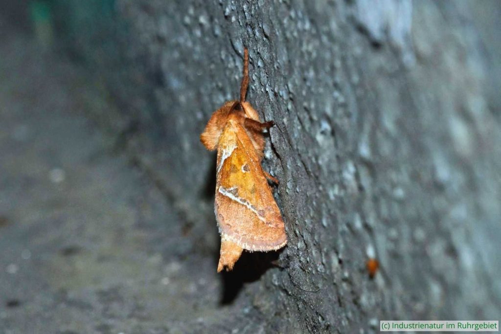 Ampfer-Wurzelbohrer (Triodia sylvina), Gleispark Frintrop, 21.08.2016