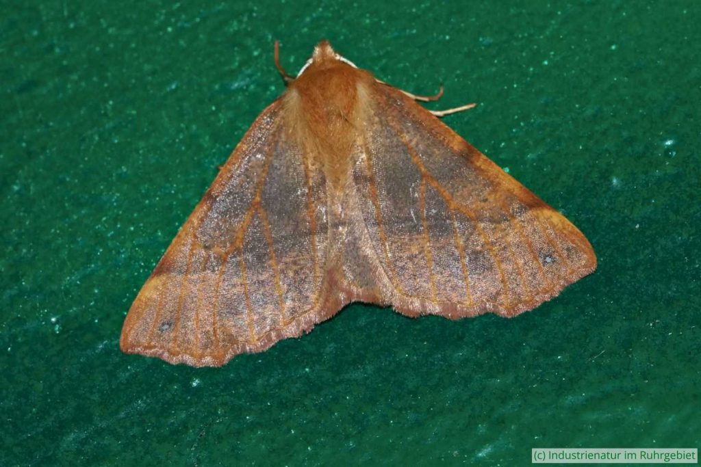 Weiblicher Federfühler-Herbstspanner (Colotois pennaria), Gleispark Frintrop, 23.11.2016