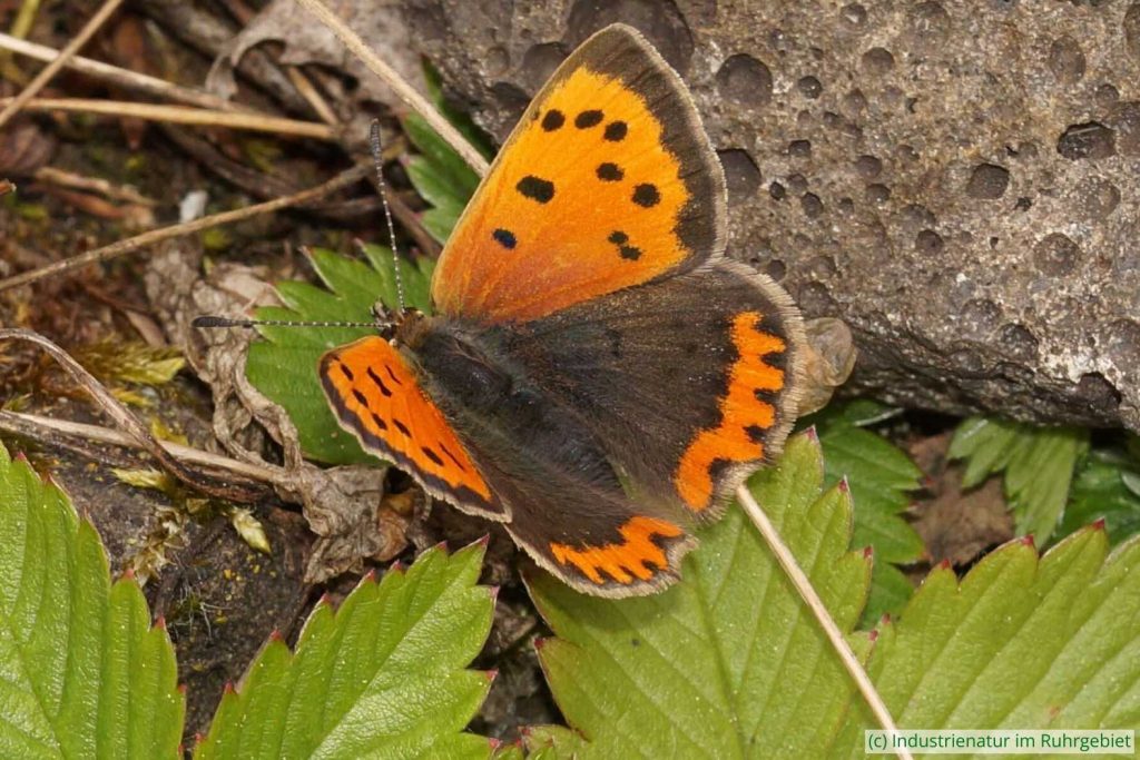 Kleiner Feuerfalter (Lycaena phlaeas), Gleispark Frintrop, 07.05.2017