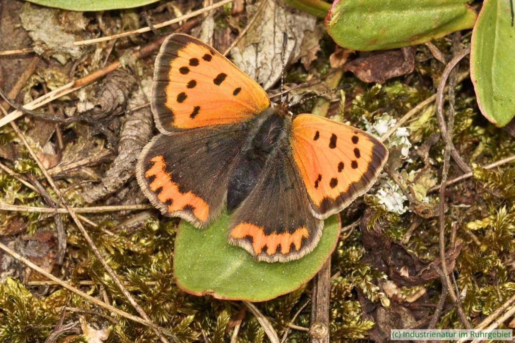 Kleiner Feuerfalter (Lycaena phlaeas), Gleispark Frintrop, 07.05.2017