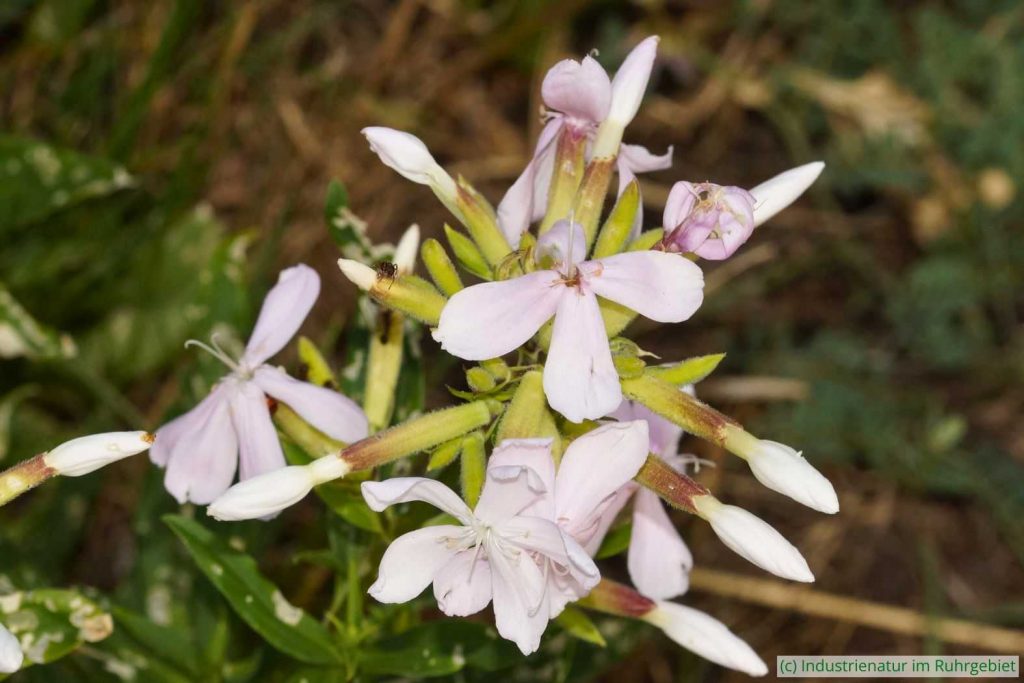 Echtes Seifenkraut (Saponaria officinalis), Gleispark Frintrop, 20.06.2017