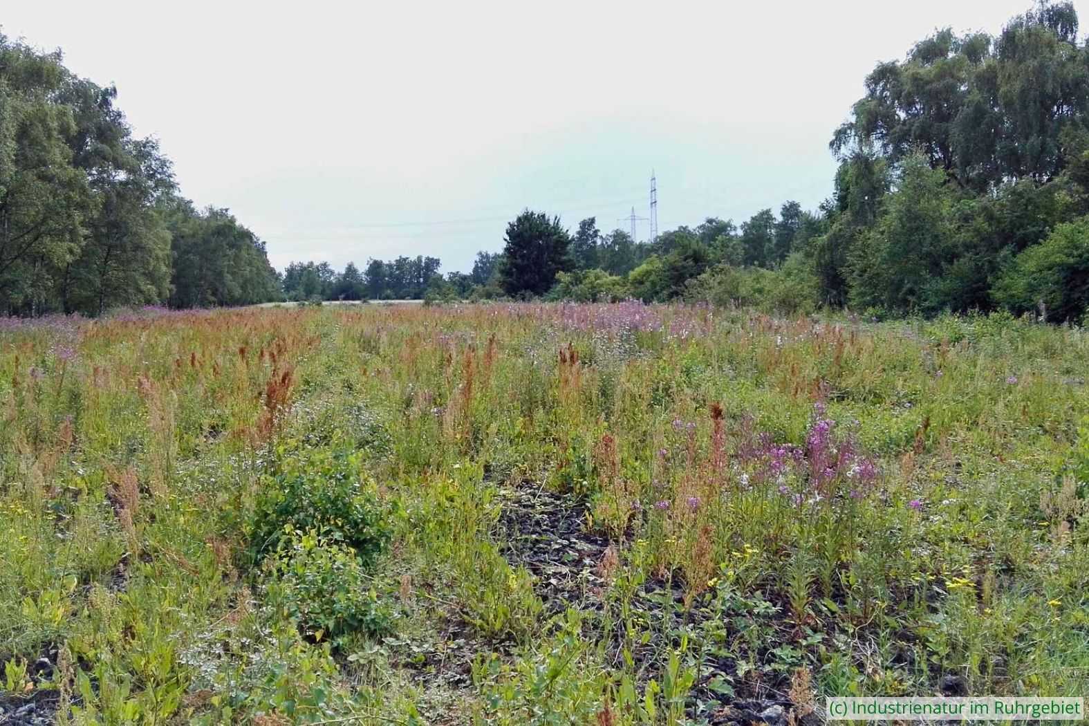 Hochstauden im Bereich der ehemaligen Gleisharfe, Gleispark Frintrop, 06.07.2017