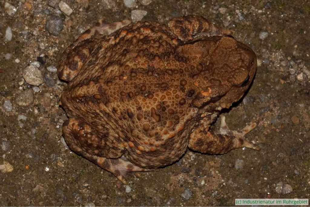 Erdkröte (Bufo bufo), Gleispark Frintrop, 21.07.2017