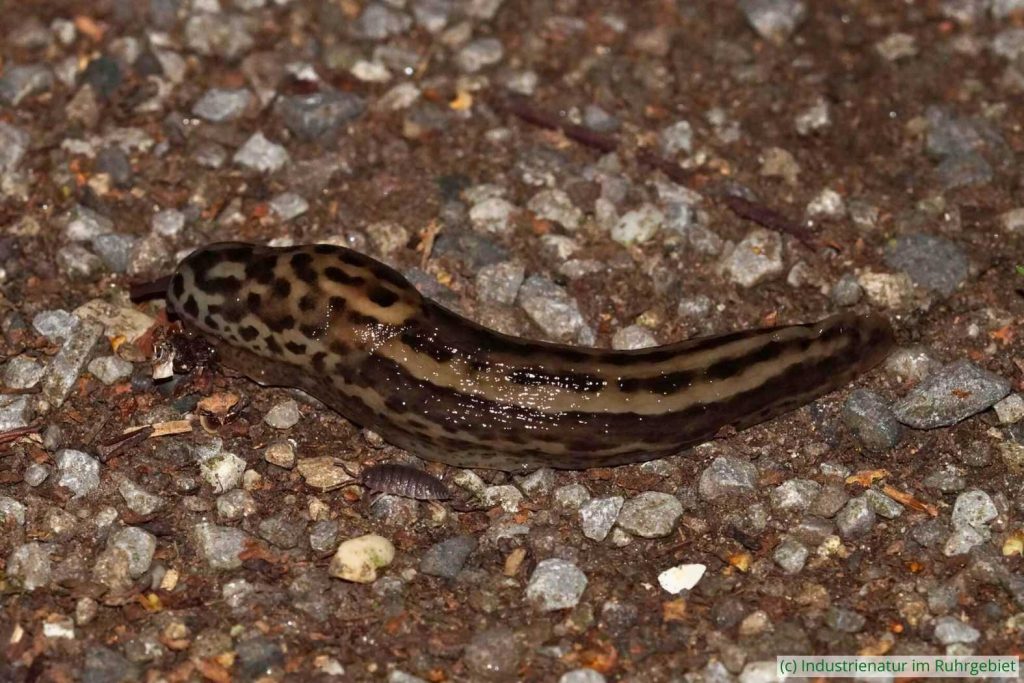 Im Industriewald zeigt sich der Tigerschnegel (Limax maximus) meist nur nachts, Gleispark Frintrop, 21.07.2017