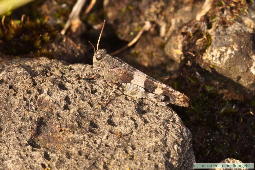 Blauflügelige Ödlandschrecke (Oedipoda caerulescens), Gleispark Frintrop, 01.10.2017