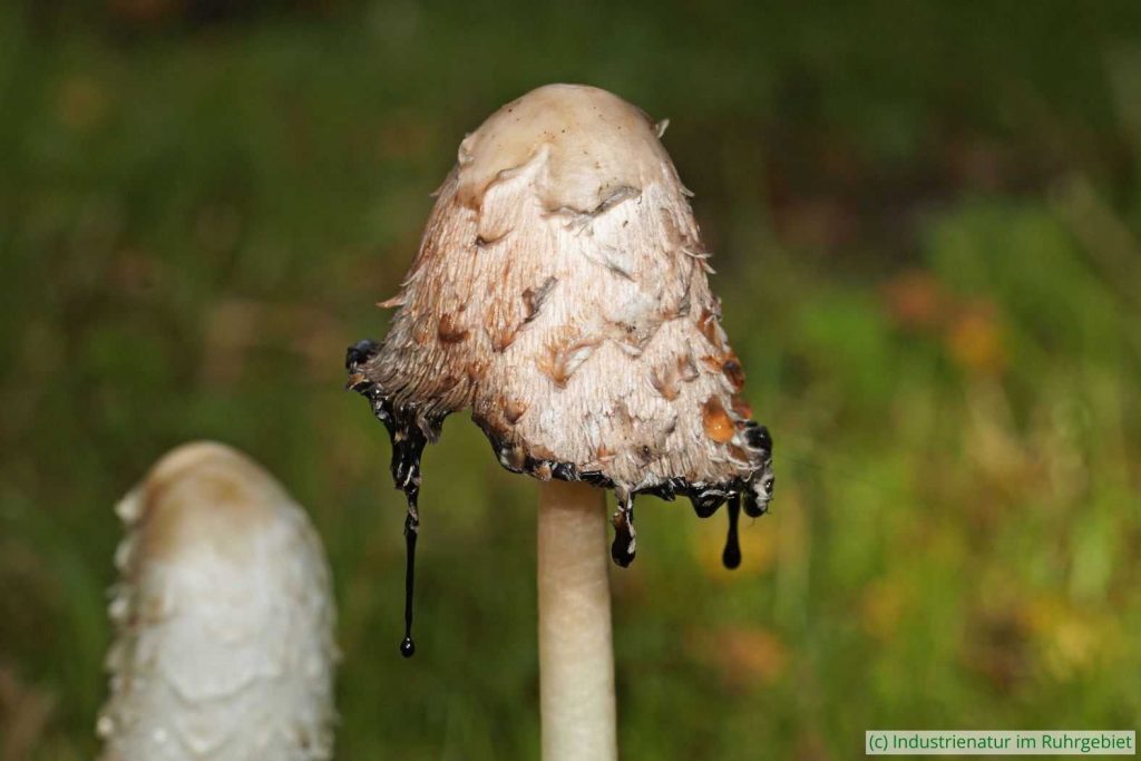 Schopf-Tintling (Coprinus comatus), Gleispark Frintrop, 01.10.2017
