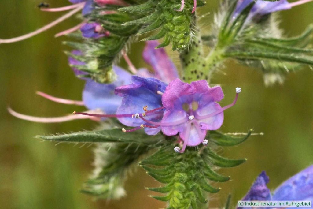 Junge, rosa gefärbte Blüte des Gewöhnlichen Natternkopfs (Echium vulgare), Gleispark Frintrop, 02.06.2018