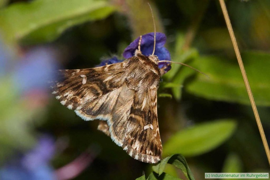 Möndcheneule (Calophasia lunula) an Gewöhnlichem Natternkopf (Echium vulgare), Gleispark Frintrop, 30.06.2018