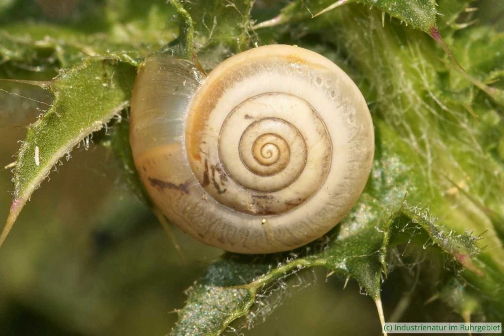 Kartäuserschnecke (Monacha cartusiana), Gleispark Frintrop, 01.07.2018