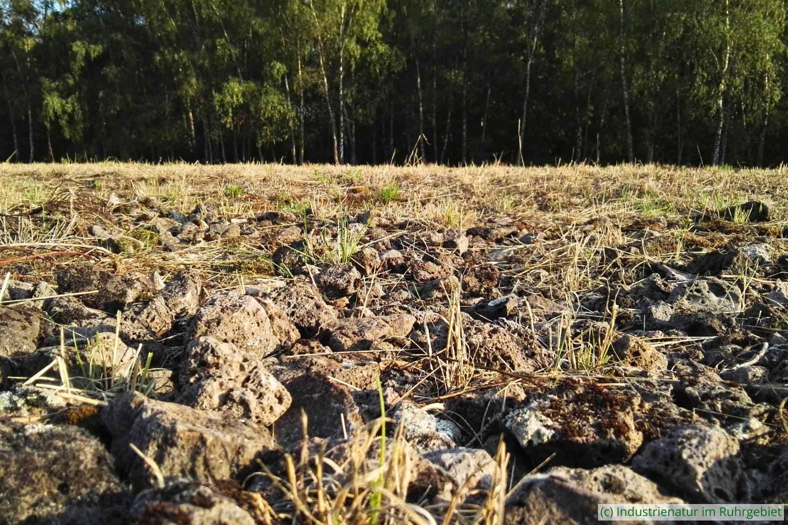 Gleisschotter im Bereich der ehemaligen Gleisharfe, Gleispark Frintrop, 31.08.2018