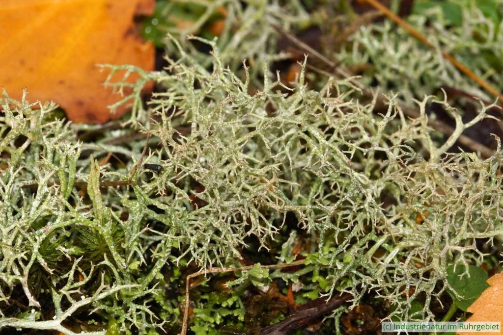 Falsche Rentierflechte (Cladonia rangiformis), Gleispark Frintrop, 01.12.2018