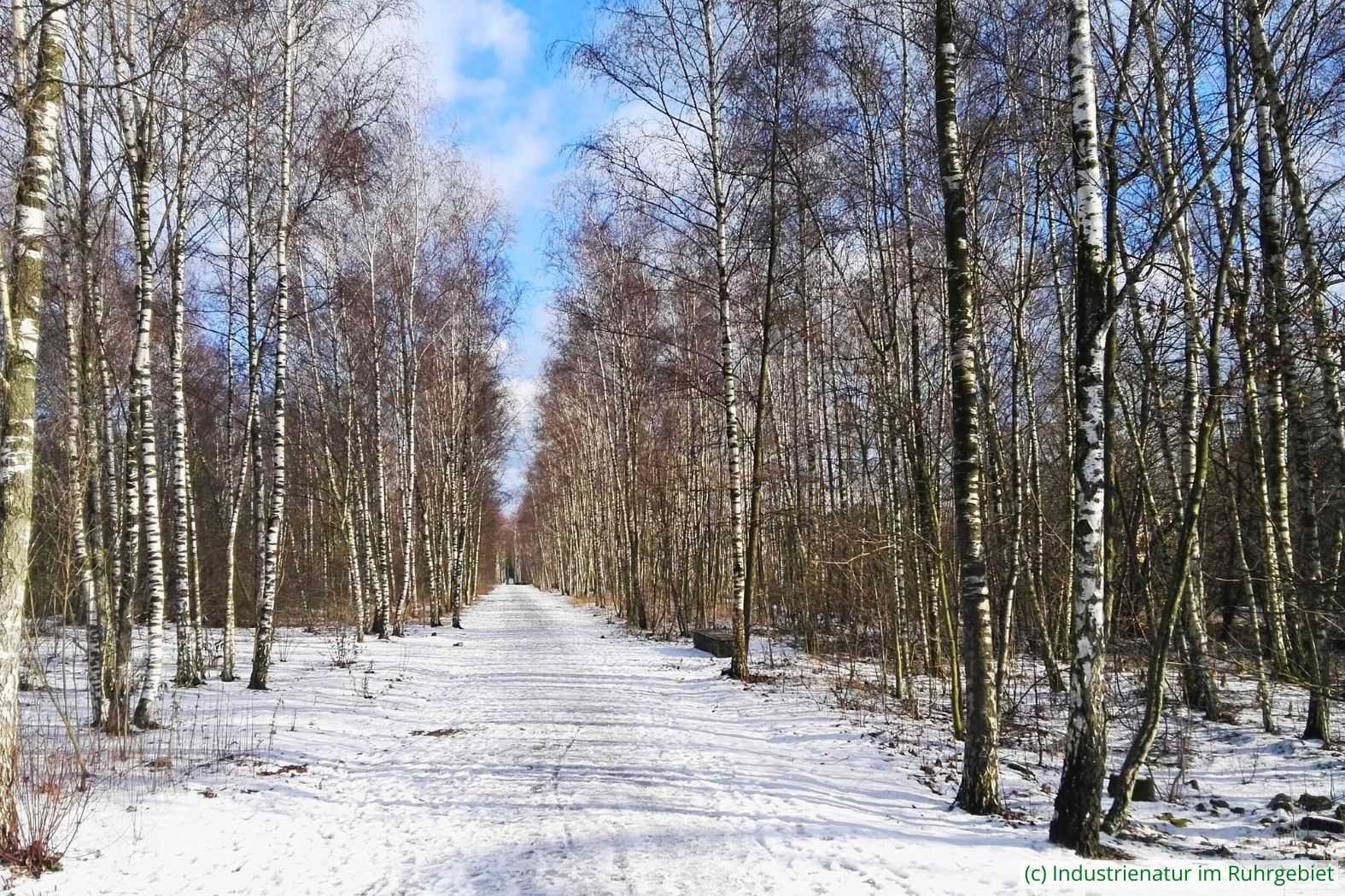 Industriewald im Winter, Gleispark Frintrop, 03.02.2019