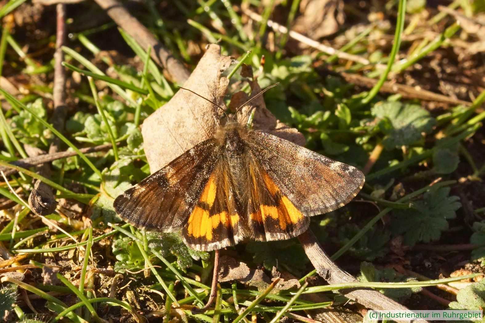 Birken-Jungfernkind (Archiearis parthenias), Gleispark Frintrop, 27.02.2019