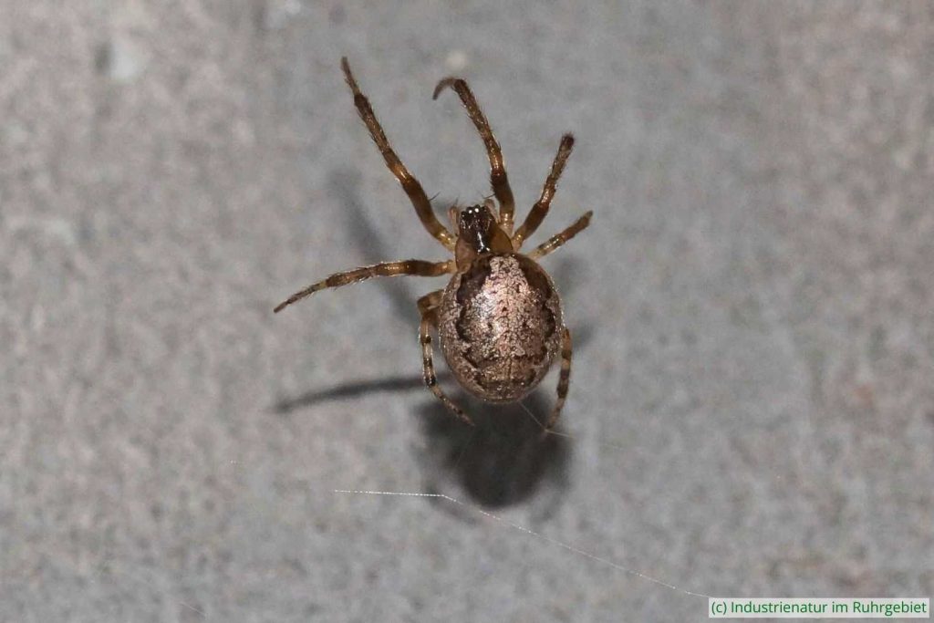 Weibliche Gewöhnliche Sektorspinne (Zygiella x-notata), Gleispark Frintrop, 17.03.2019